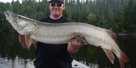 musky in tagalog